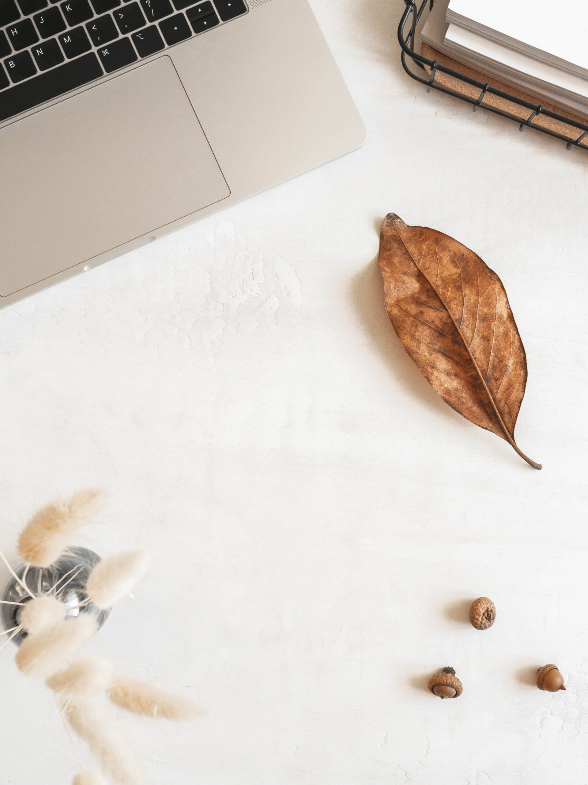 Minimalist workspace with MacBook and leaf – web-design studio aesthetic